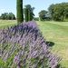 lavender's blue by quietpurplehaze