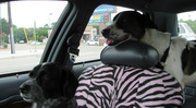 23rd Jul 2014 - Heading to the new dog park!