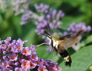 24th Jul 2014 - The Pollinator