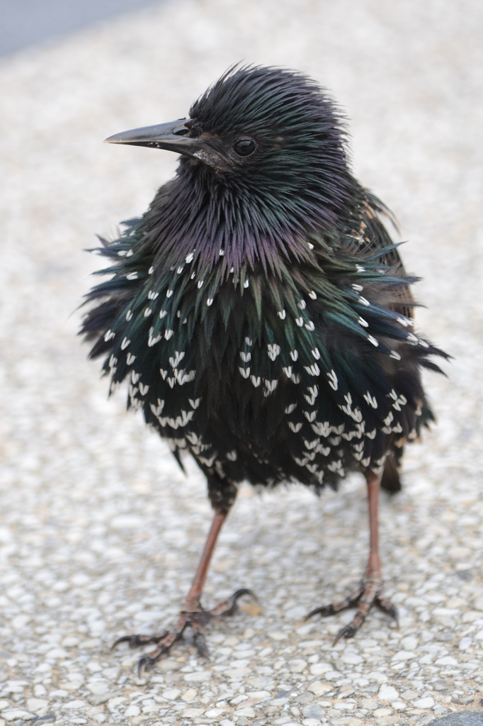 Starling by richardcreese