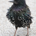 Starling by richardcreese