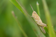 23rd Jul 2014 - Little Brown Grasshopper