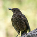 Young blackbird - 22-07 by barrowlane