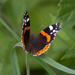 Red admiral - 23-07 by barrowlane