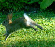 22nd Jul 2014 - Run rabbit run rabbit run run run... 