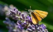 23rd Jul 2014 - Butterfly on Lavender