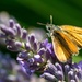 Butterfly on Lavender by vignouse