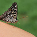 My little butterfly whisperer by cjwhite