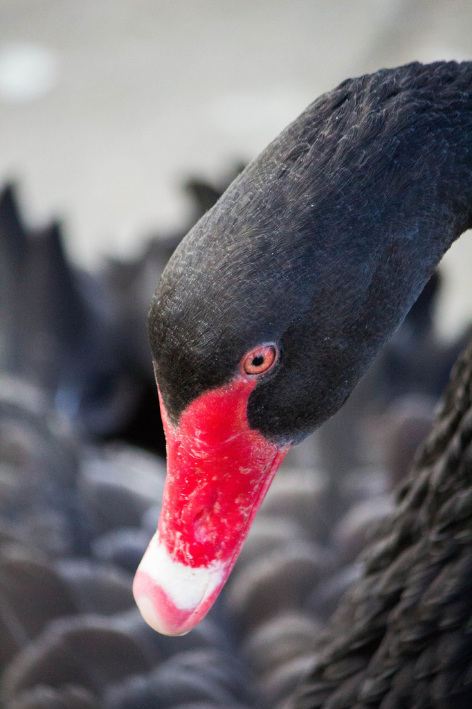 Black swan by goosemanning