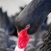 Black swan by goosemanning