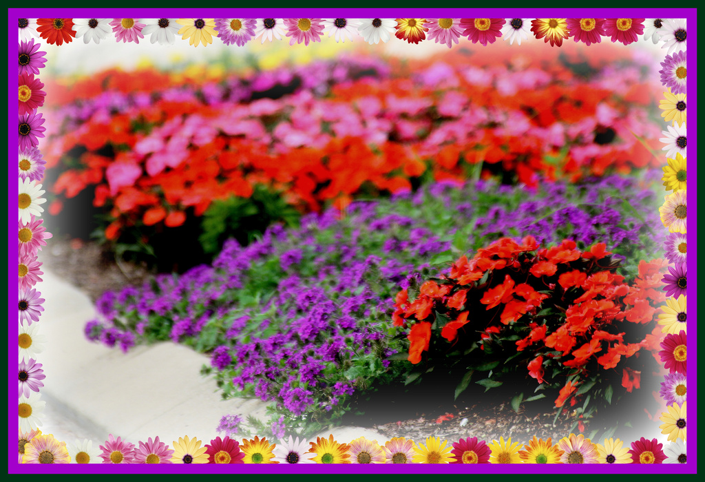 flowers of summer by vernabeth