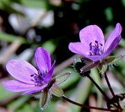 30th Jun 2014 -  purple wild flower