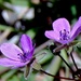  purple wild flower by dmdfday