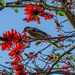 Honey eater on Coral Tree by gosia