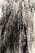 23rd Jul 2014 - The Skirt Of The Willow