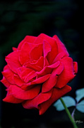 23rd Jul 2014 - The Optimist Sees The Rose 