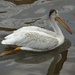 American White Pelican by annepann