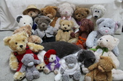 24th Jul 2014 - Bears No 3- Find the odd one!