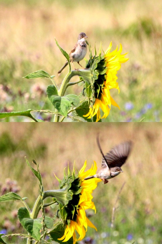 Whitethroat and Sunflower by oldjosh