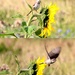 Whitethroat and Sunflower by oldjosh