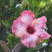 Pink Hibiscus. by happysnaps
