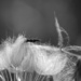 fluff by francoise