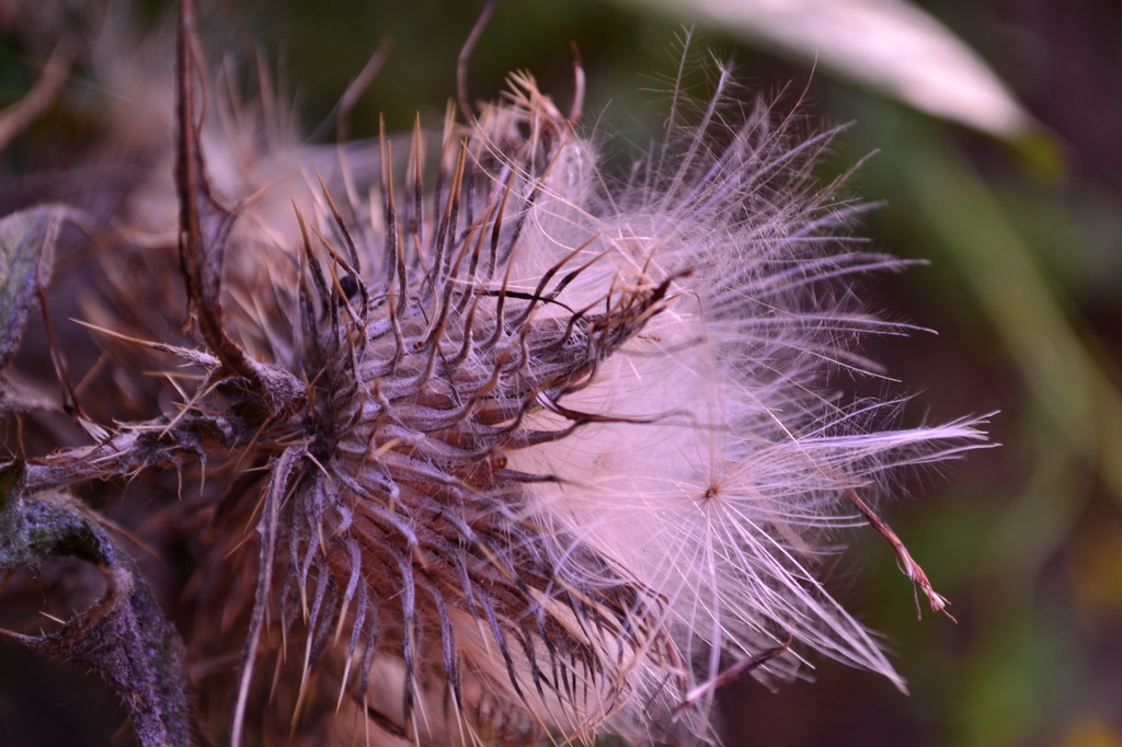 Remnants of a thistle  by ziggy77