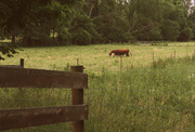 24th Jul 2014 - Cows in the field