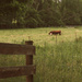 Cows in the field by mittens