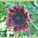 A Mauve Sunflower. by ladymagpie
