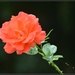 The rose keeps blooming by rosiekind