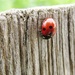ladybird by shannejw