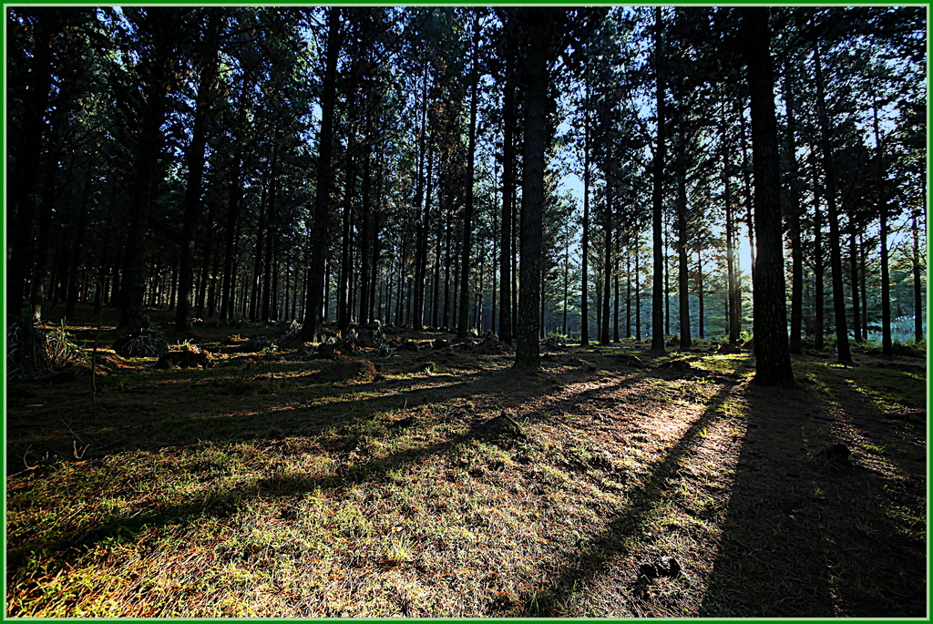 Late afternoon in the forest by dide