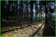 25th Jul 2014 - Late afternoon in the forest