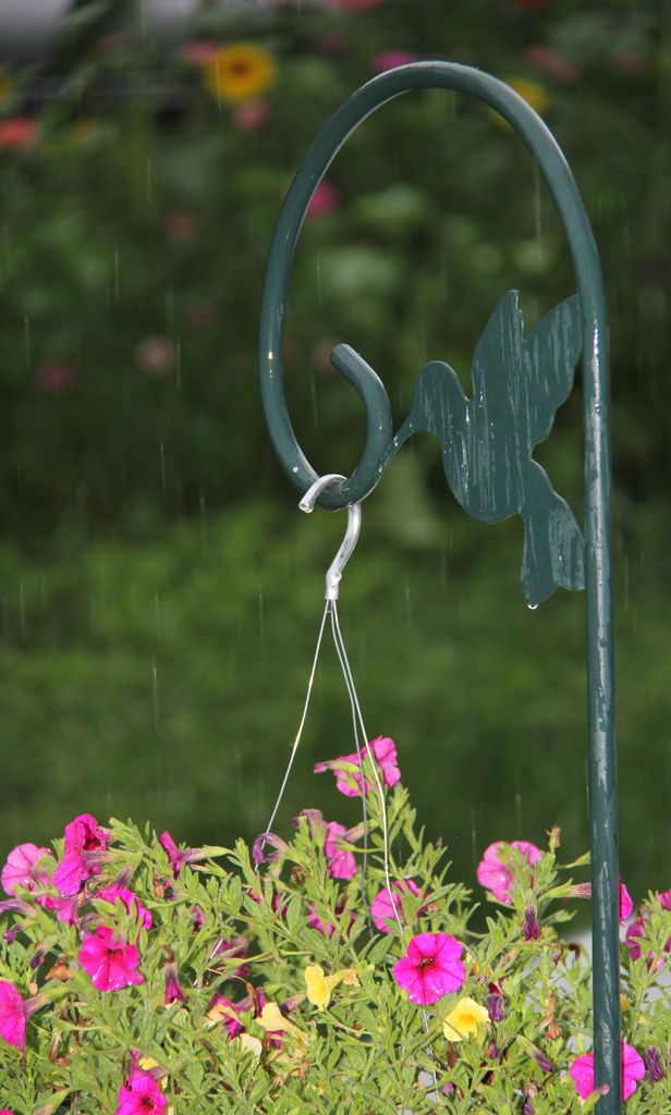 Watering the flowers by randystreat
