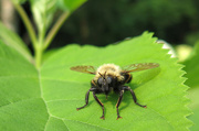 24th Jul 2014 - That's one large bee?