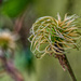 Honeysuckle Seed Head by vignouse