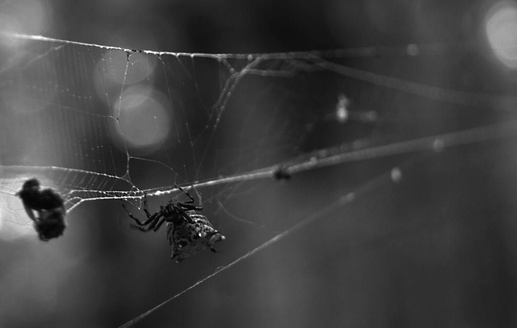 spider by francoise