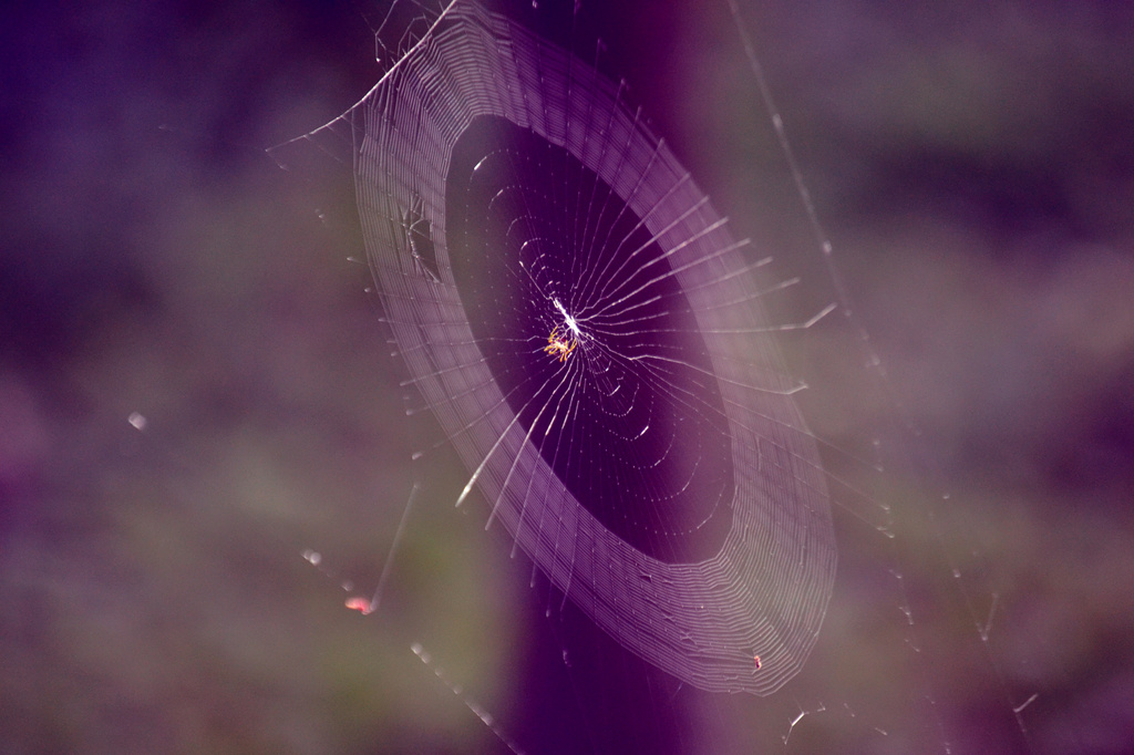 spider web by francoise
