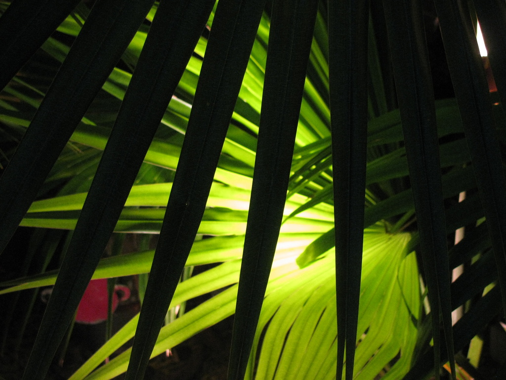 Palms with Light by april16