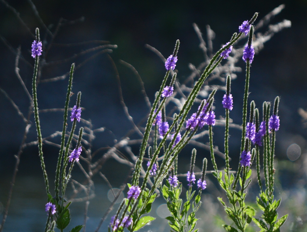 Prairie Clover Or? by kareenking