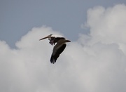 21st Jul 2014 - American Pelican in flight
