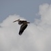 American Pelican in flight by annepann