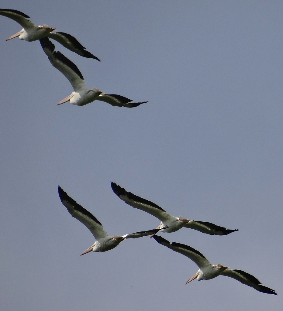 Group of Pelicans in flight by annepann