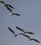 22nd Jul 2014 - Group of Pelicans in flight