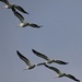 Group of Pelicans in flight by annepann