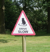 18th Jul 2014 - Drive slow monkey?
