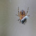 Tiny Spider by philhendry