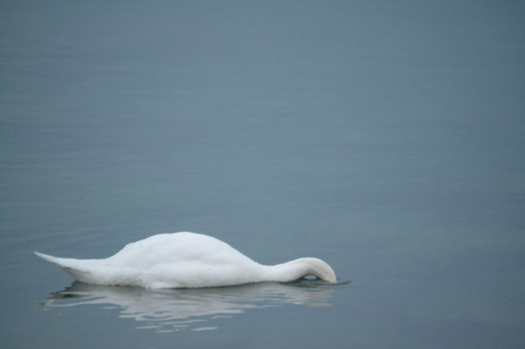 Loch Ness Swan in Switzerland by francoise