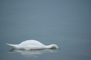 28th Jun 2014 - Loch Ness Swan in Switzerland